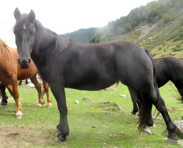 vida, cheval de merens